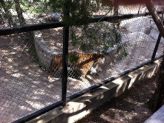2012-04-09-06-Austin Zoo with Ian.jpg